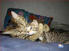 thumb_funny-animals-13213200814650_1_